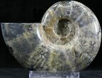 Polished Anapuzosia Ammonite Fossils #25201-1